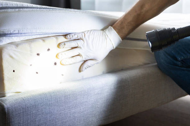Best Local Pest Control Services  in Crab Orchard, WV