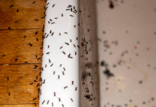 Pest Control for Restaurants in Crab Orchard, WV